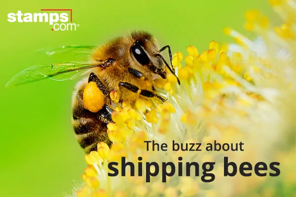 The buzz about shipping bees